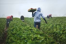 Farm Worker Jobs in Canada with Free Accommodation and Work Visa
